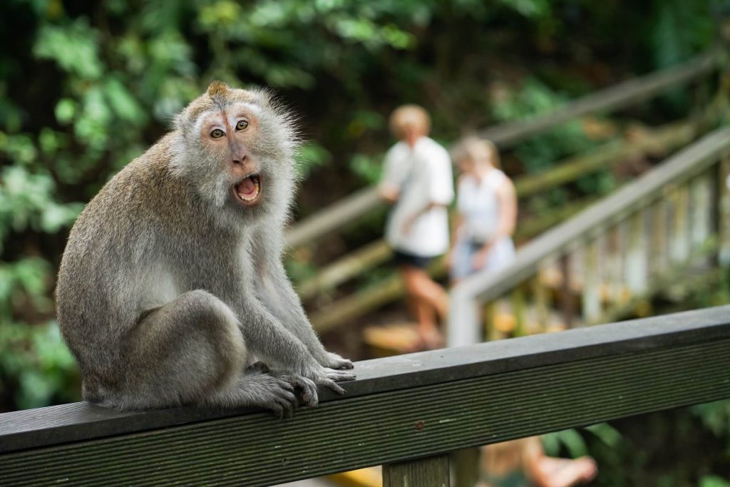 bali monkey forest