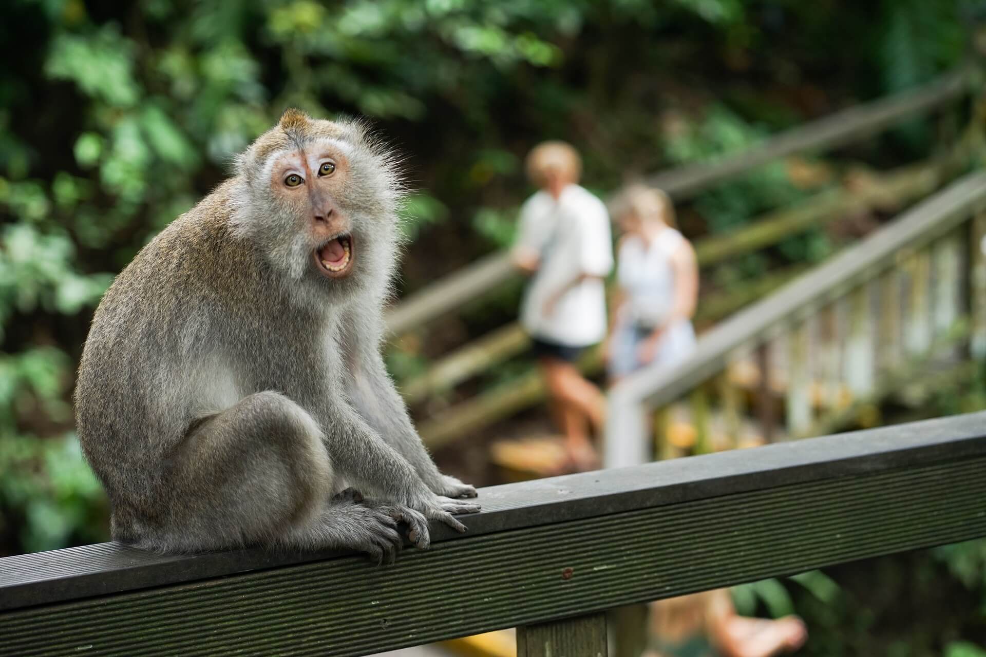 bali monkey forest